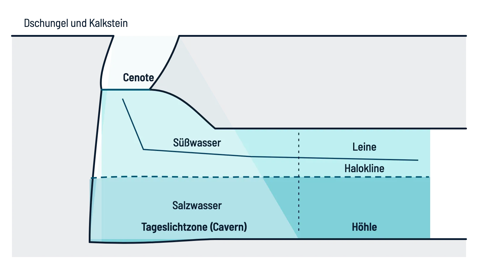 Schnitt durch eine Cenote: Unter der Öffnung im Kalkstein liegt Süßwasser über Salzwasser, dazwischen die Halokline. Eine Leine führt aus der Tageslichtzone in die Höhle.