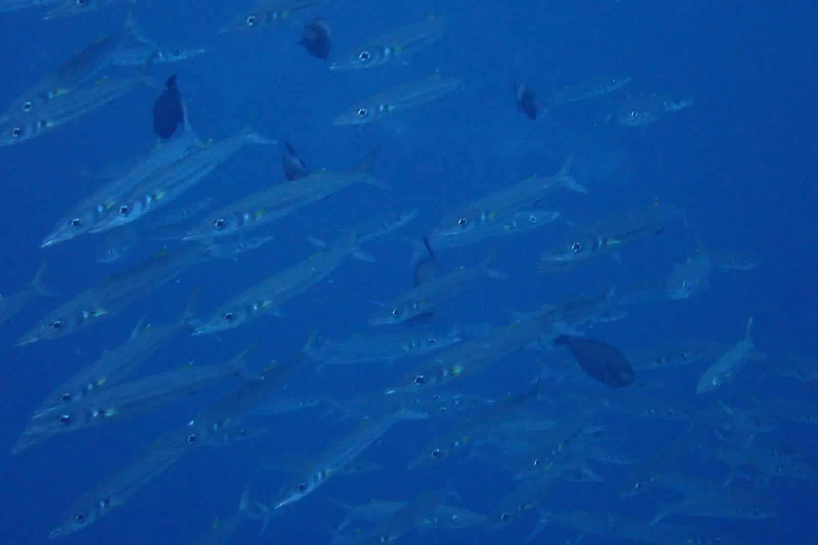Banc de barracudas fins et argentés dans l’eau libre bleue