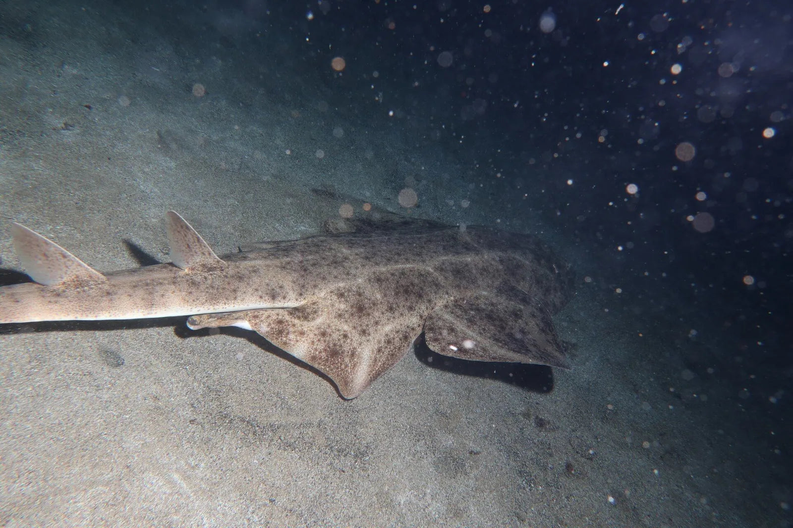 A flat, spotted shark with wide pectoral fins lies on dark sand
