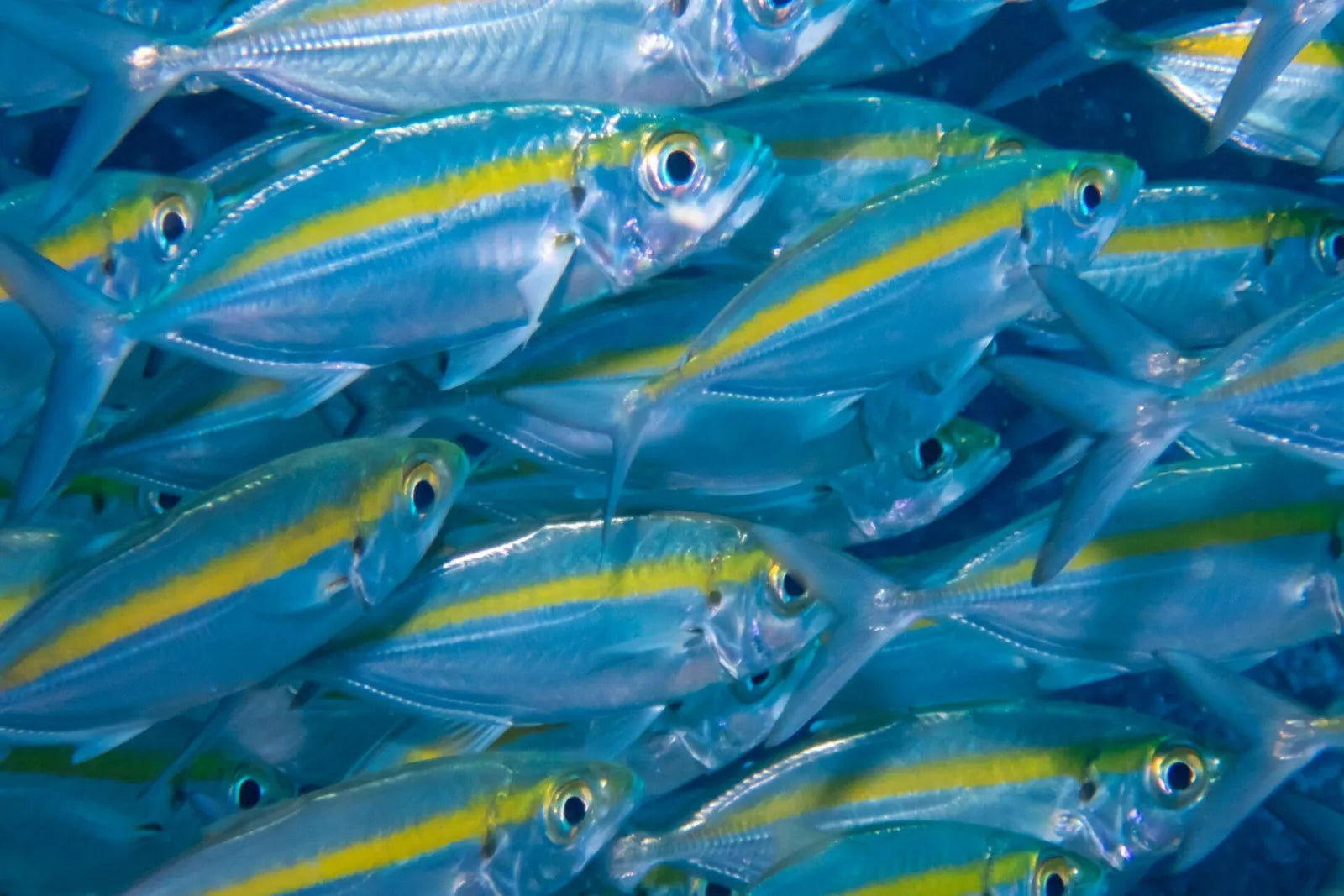 Dense school of silver fish with a yellow stripe and large eyes