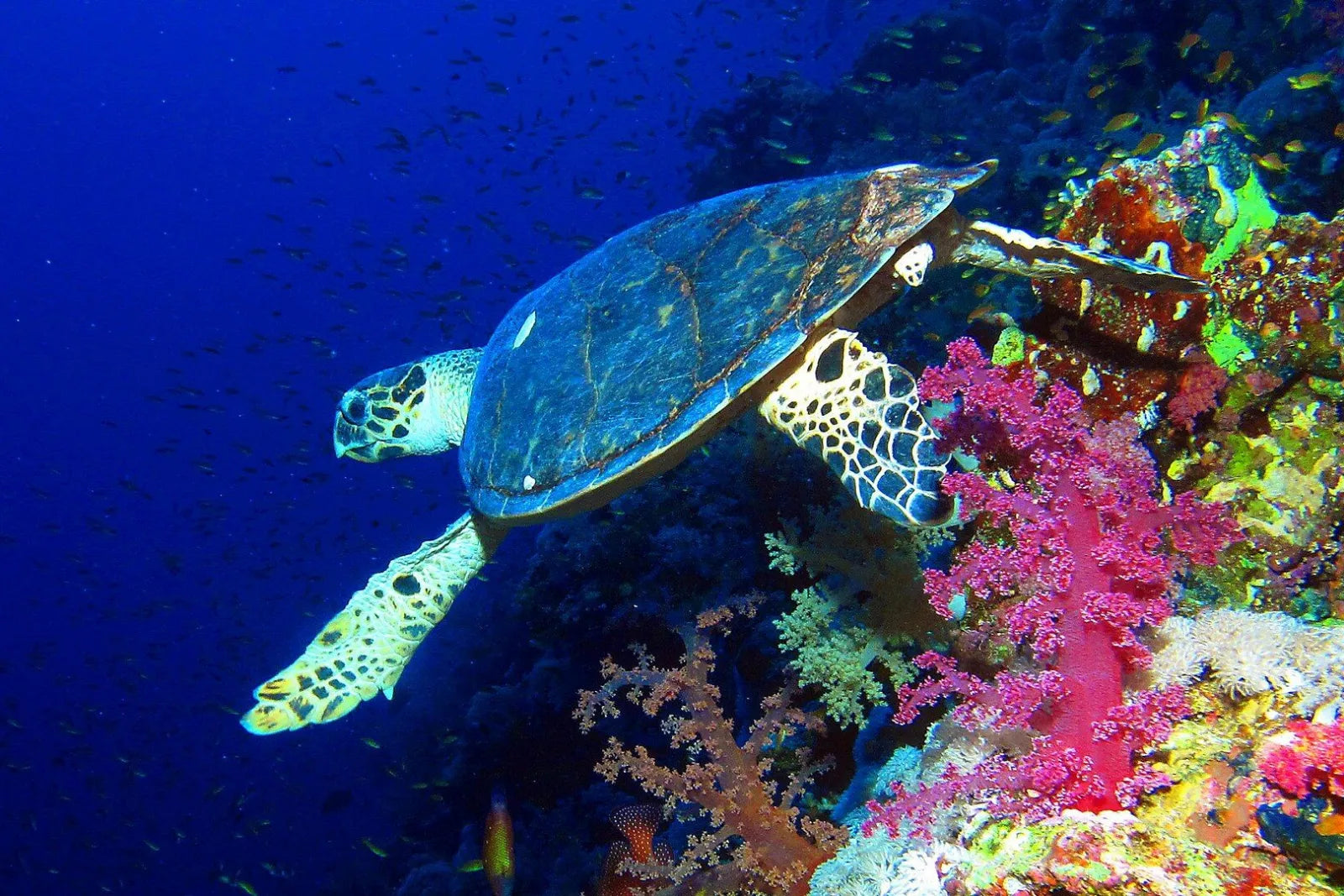 Hawksbill turtle swimming at a reef wall with pink and red soft corals
